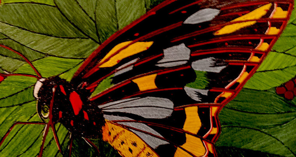 "Heliconius Butterfly" by Errol Bruce